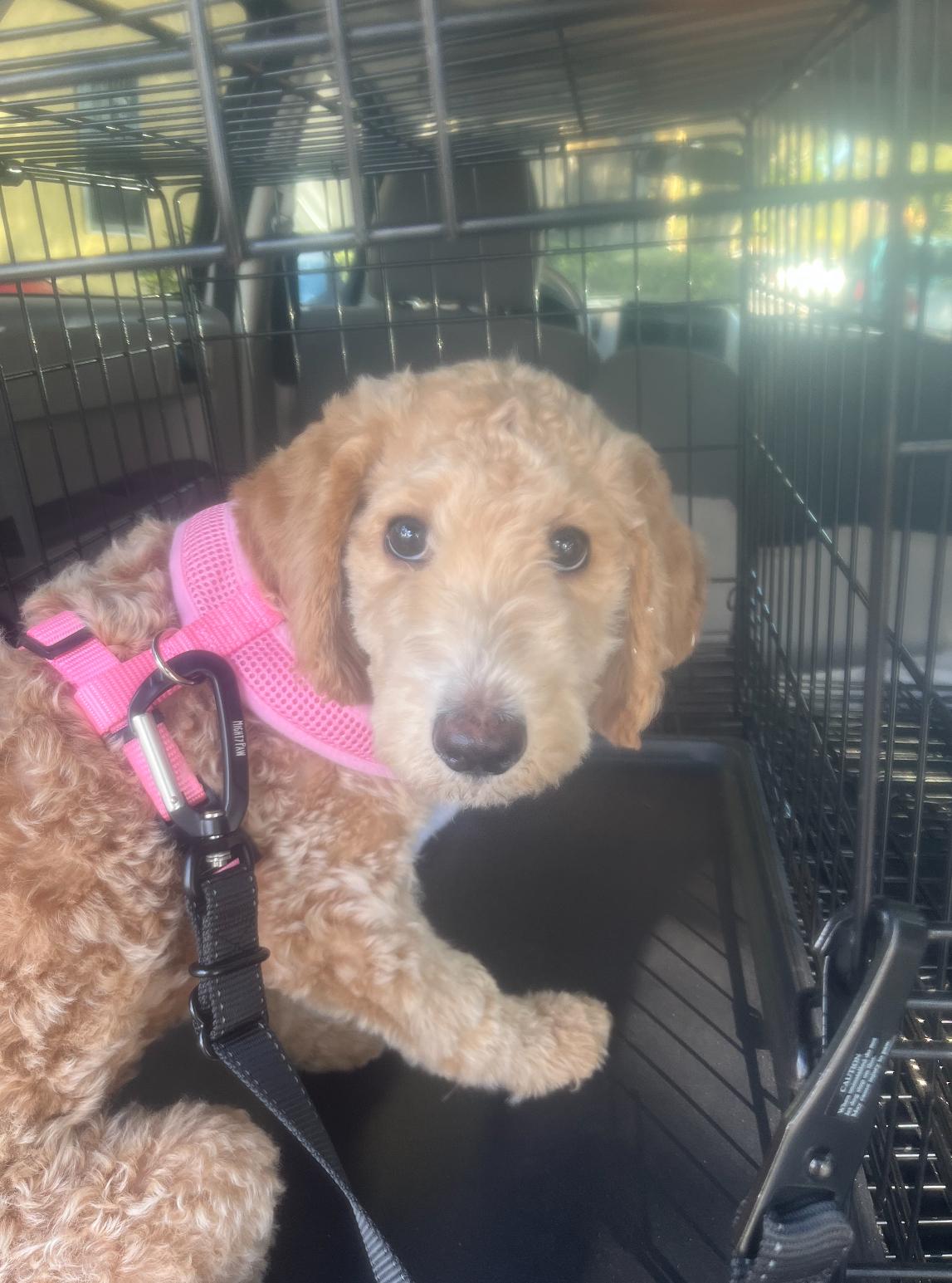 Enlarge Lambchop, a Adoptable Goldendoodle in Boca Raton, FL image 1/1