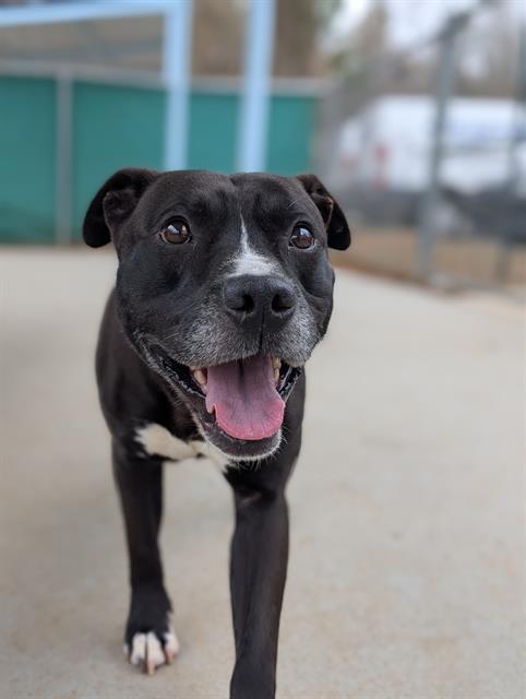 Enlarge SHARK BOY, a Adoptable mixed breed in Charlotte, NC image 1/1