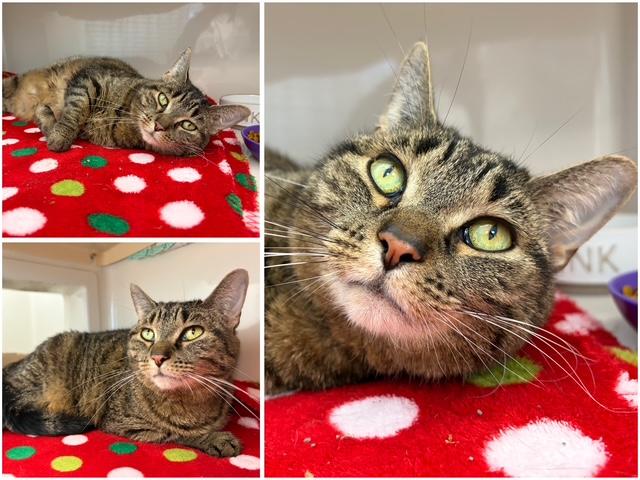Enlarge JILL, a Adoptable Domestic Short Hair in Fort Wayne, IN image 1/1