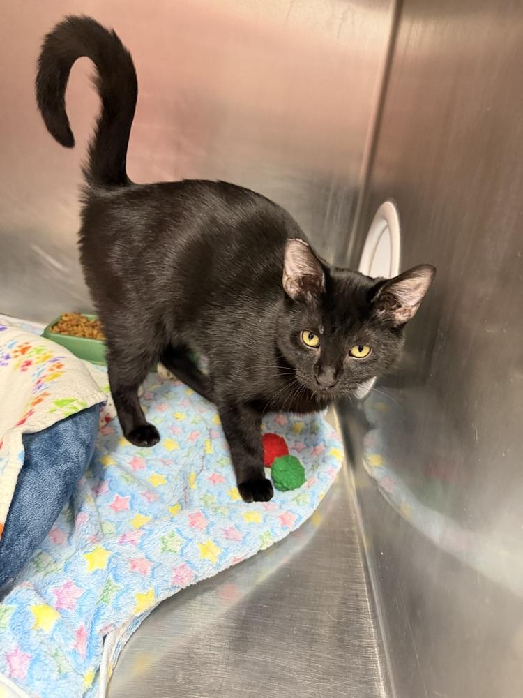 Louis Armstrong, Adoptable, Young Male Domestic Short Hair.