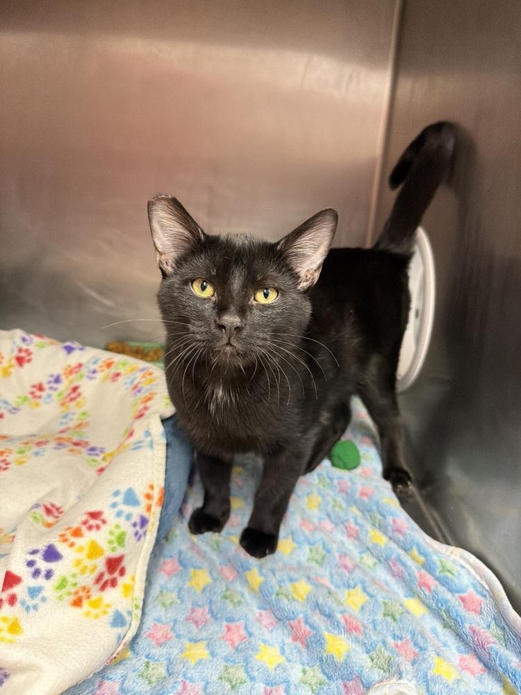 Enlarge Louis Armstrong, a Adoptable mixed breed in Stockton, CA image 2/2