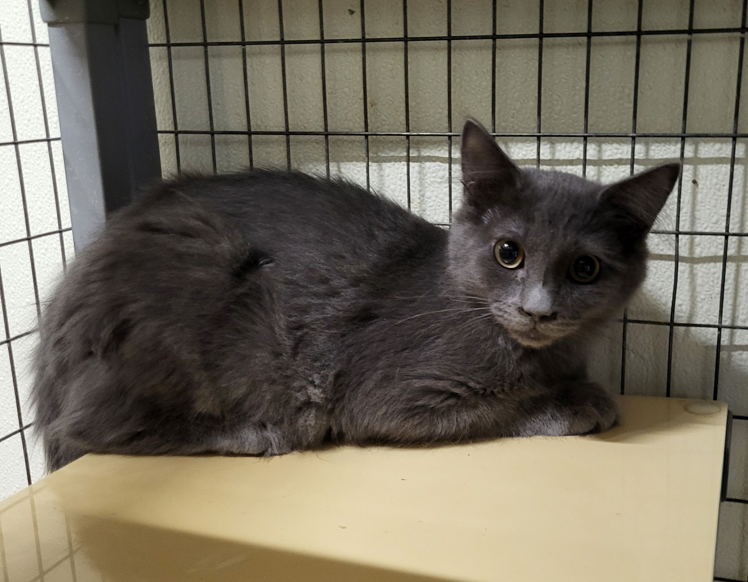 Enlarge Axel, a Adoptable Domestic Medium Hair in Lodi, CA image 1/1