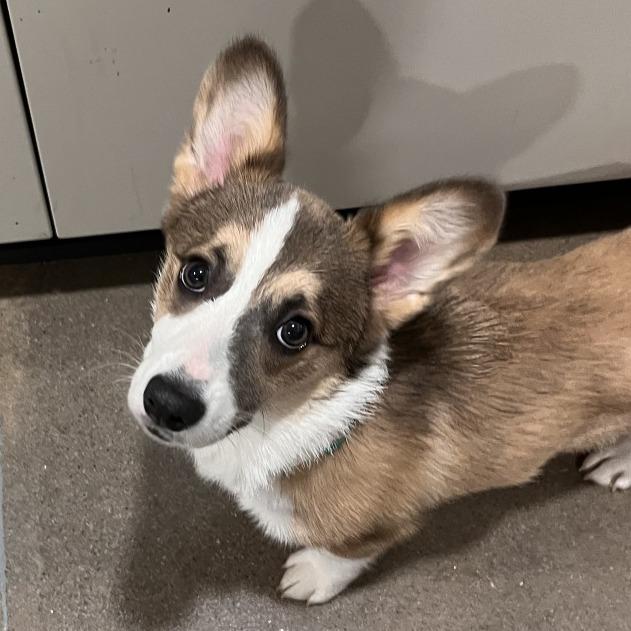 Enlarge Penni, a Adoptable Corgi in Washburn, MO image 1/1