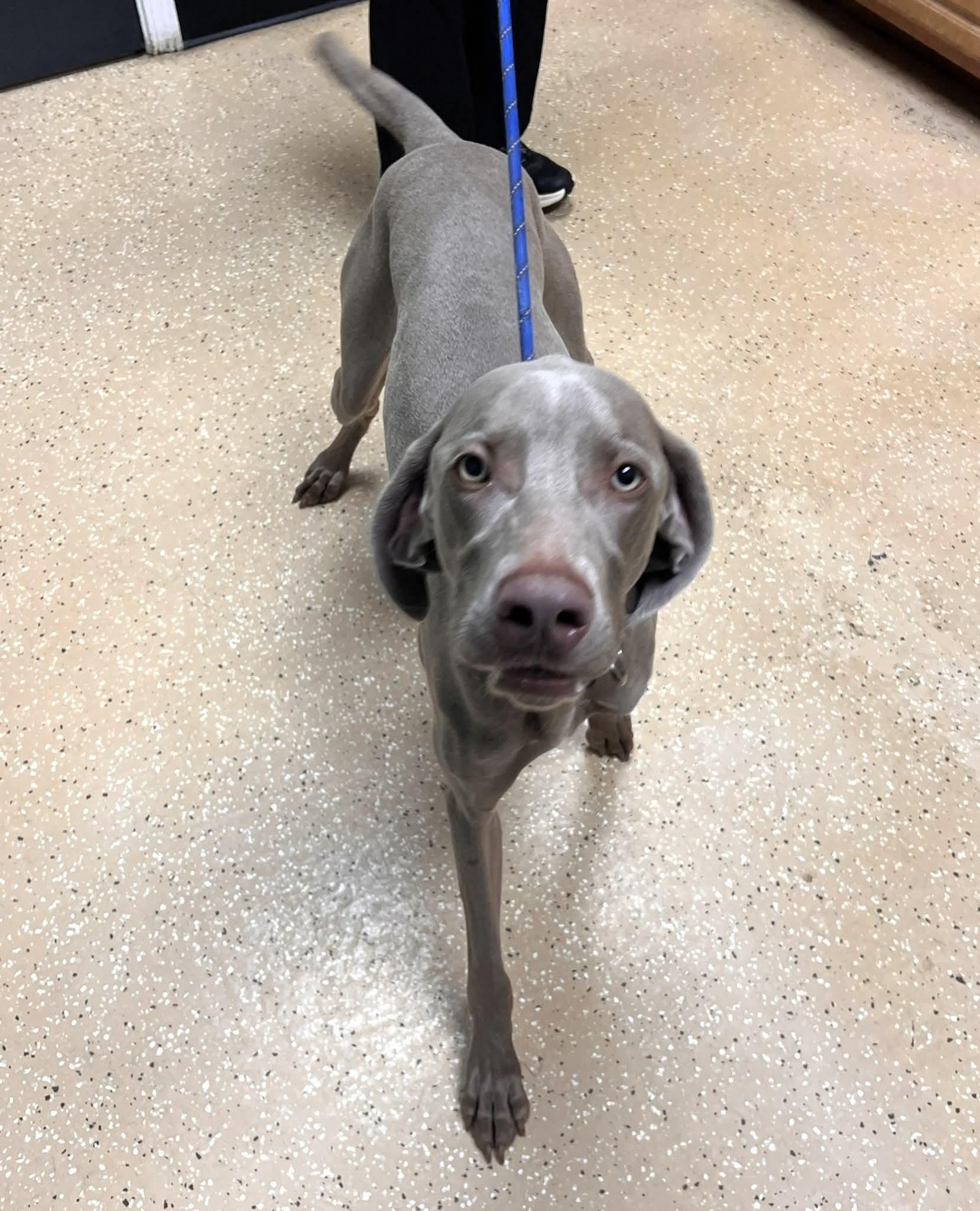 Sully, Adoptable, Adult Male Weimaraner.
