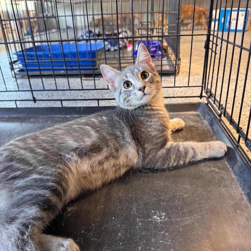 Haise, Adoptable, Young Male Domestic Long Hair.