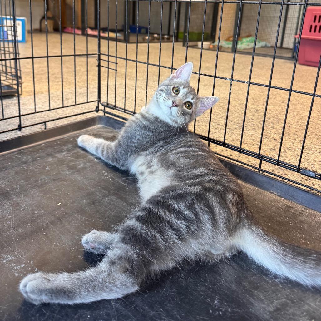 Enlarge Haise, a Adoptable Domestic Long Hair in Mondovi, WI image 2/3