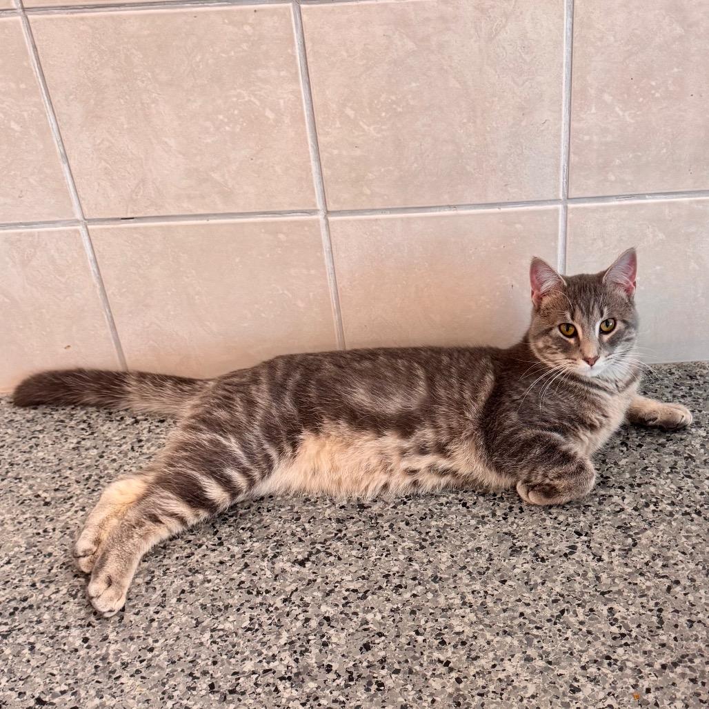 Haise, Adoptable, Young Male Domestic Long Hair.