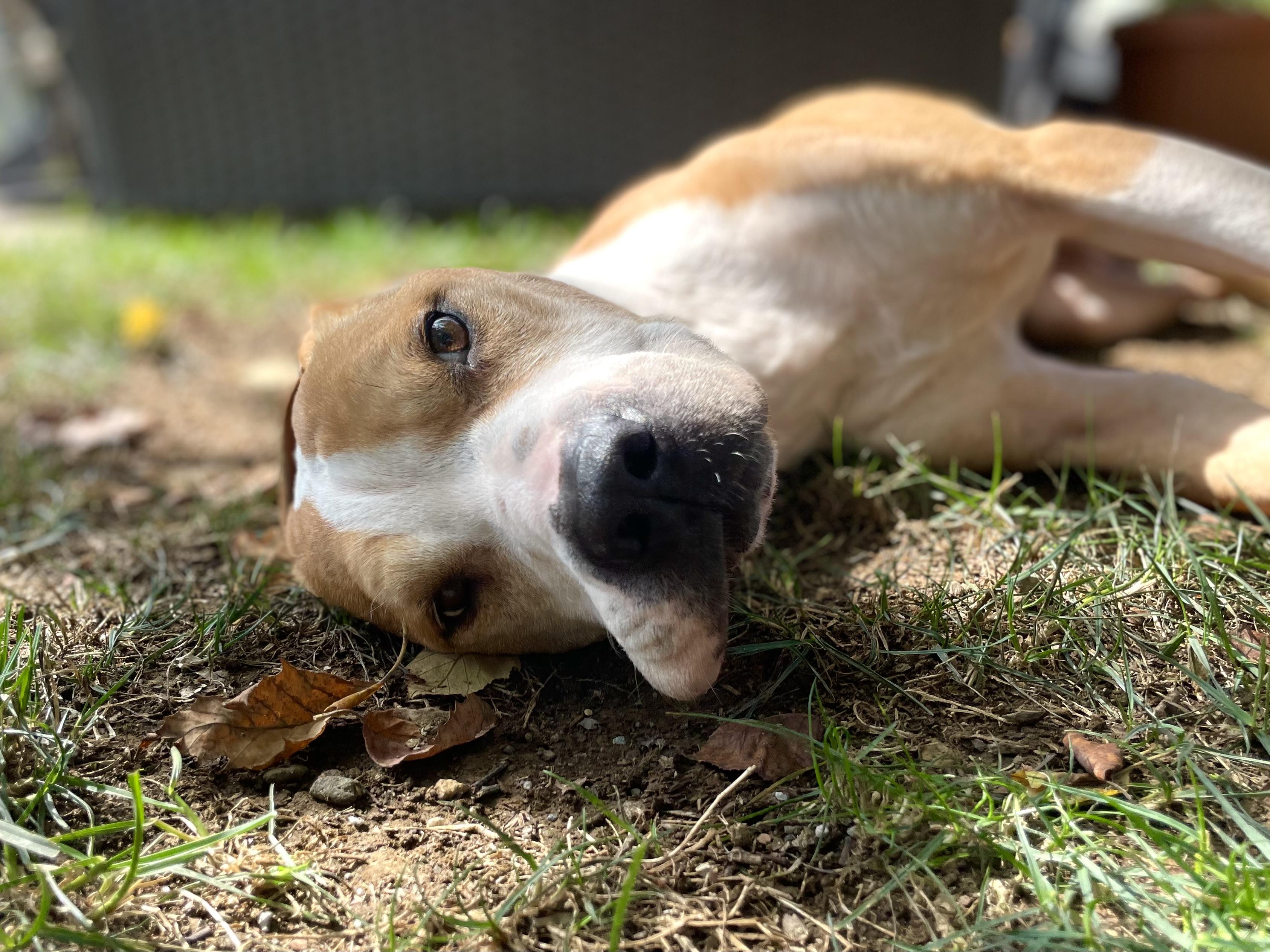 Enlarge Jeremiah, a Adoptable mixed breed in Mechanicsburg, PA image 3/5