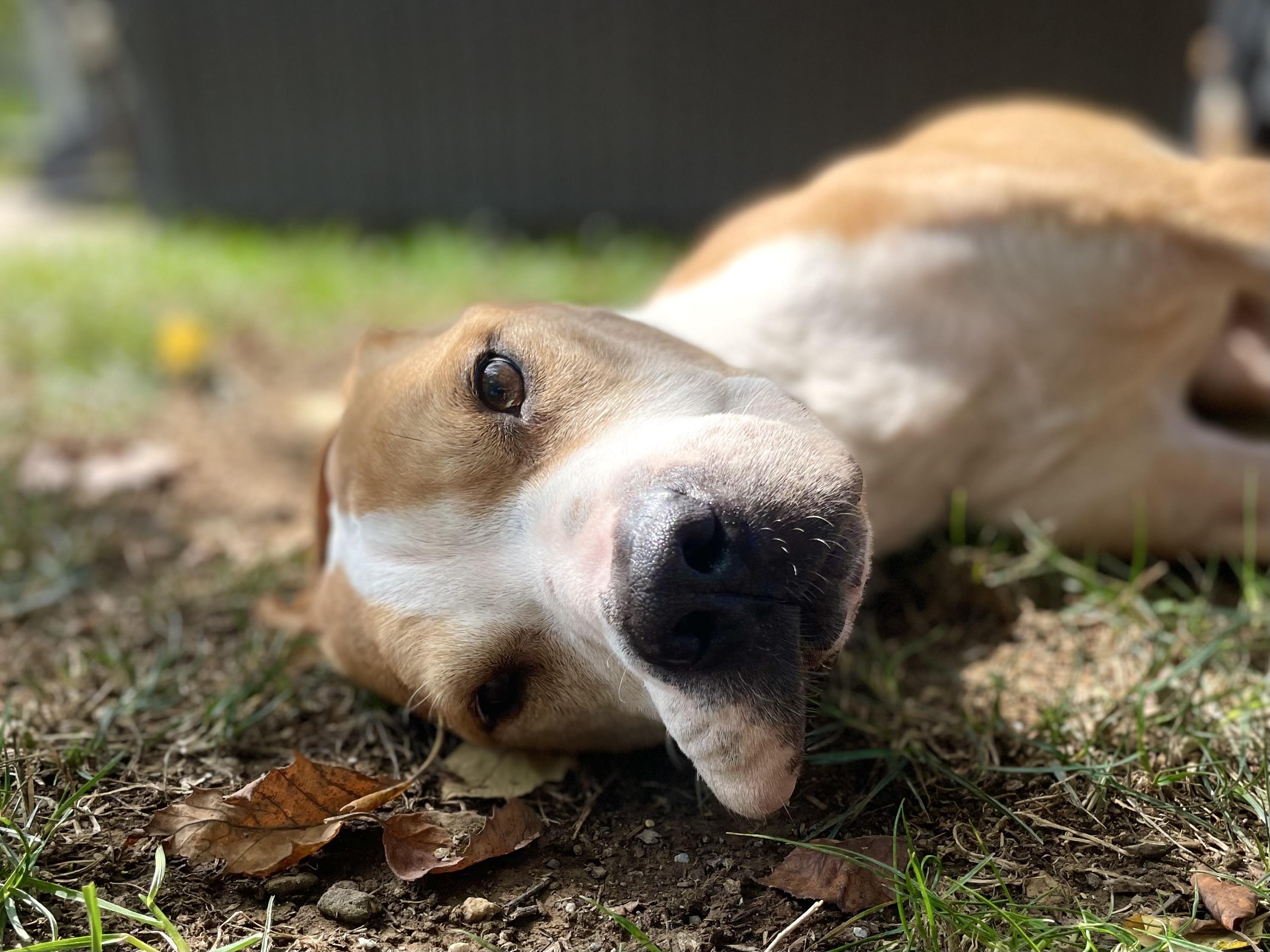 Enlarge Jeremiah, a Adoptable mixed breed in Mechanicsburg, PA image 4/5