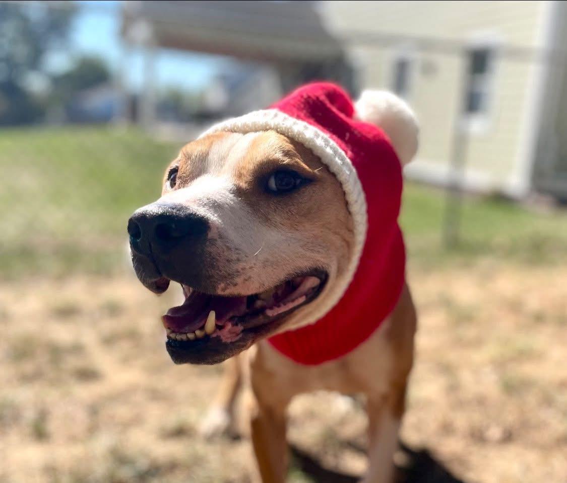 Enlarge Jeremiah, a Adoptable mixed breed in Mechanicsburg, PA image 1/5