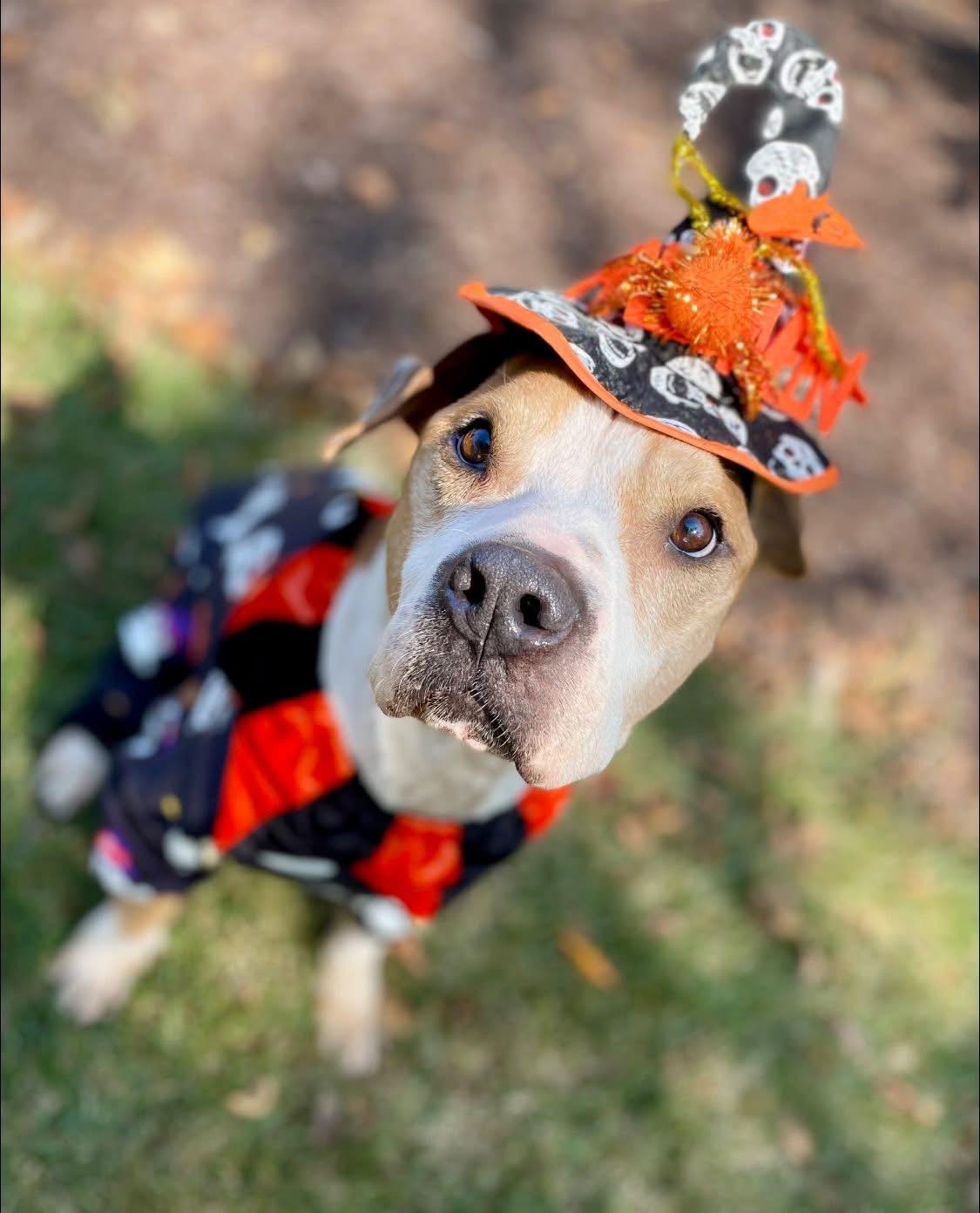 Enlarge Jeremiah, a Adoptable mixed breed in Mechanicsburg, PA image 5/5