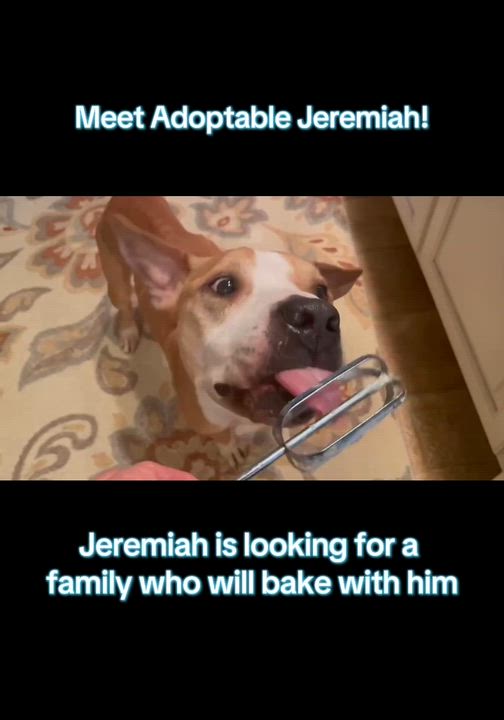 Enlarge Jeremiah, a Adoptable mixed breed in Mechanicsburg, PA video 2/5