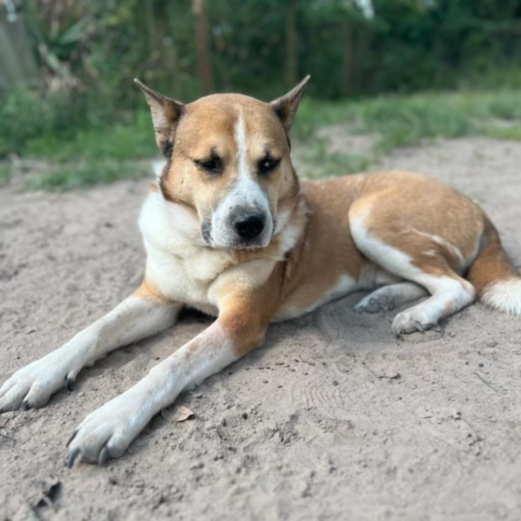 Enlarge Thunder, a Adoptable mixed breed in Tomball, TX image 1/6