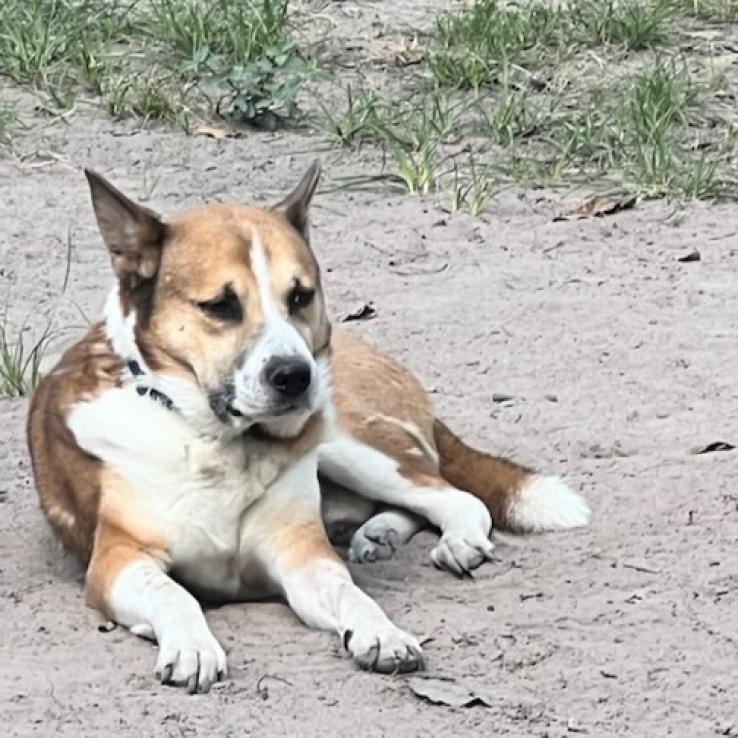 Enlarge Thunder, a Adoptable mixed breed in Tomball, TX image 2/6