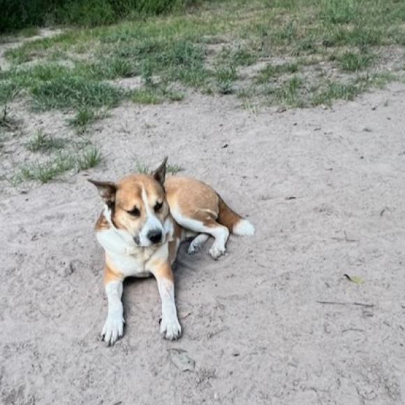 Enlarge Thunder, a Adoptable mixed breed in Tomball, TX image 3/6