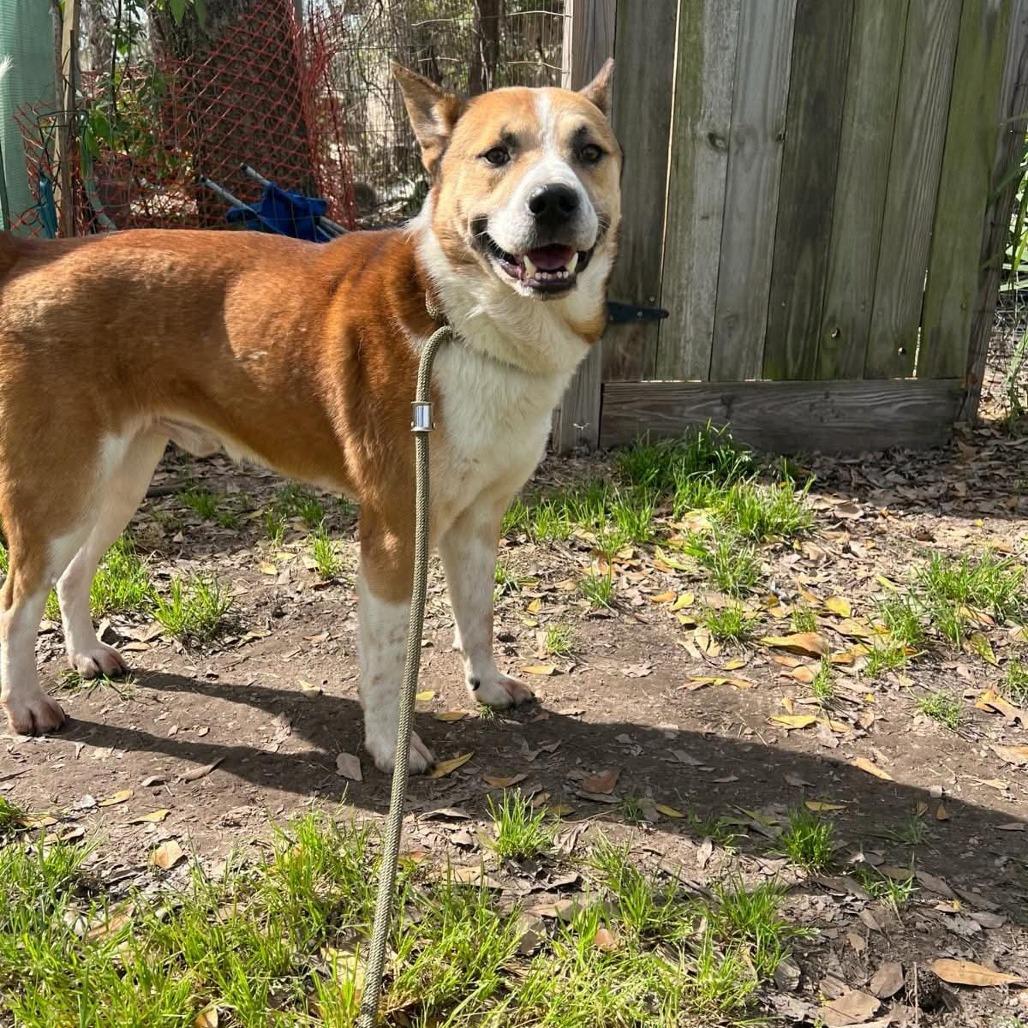 Enlarge Thunder, a Adoptable mixed breed in Tomball, TX image 5/6