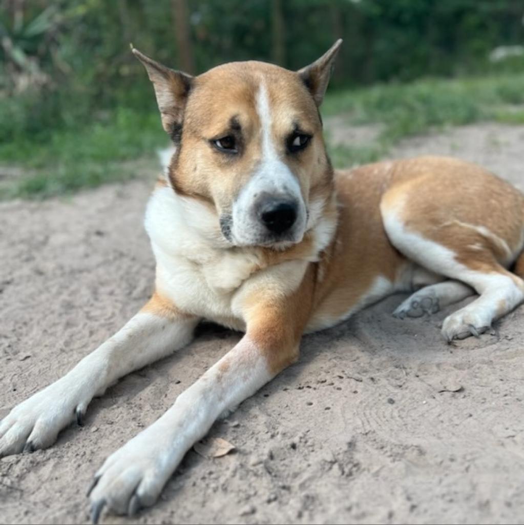 Enlarge Thunder, a Adoptable mixed breed in Tomball, TX image 6/6