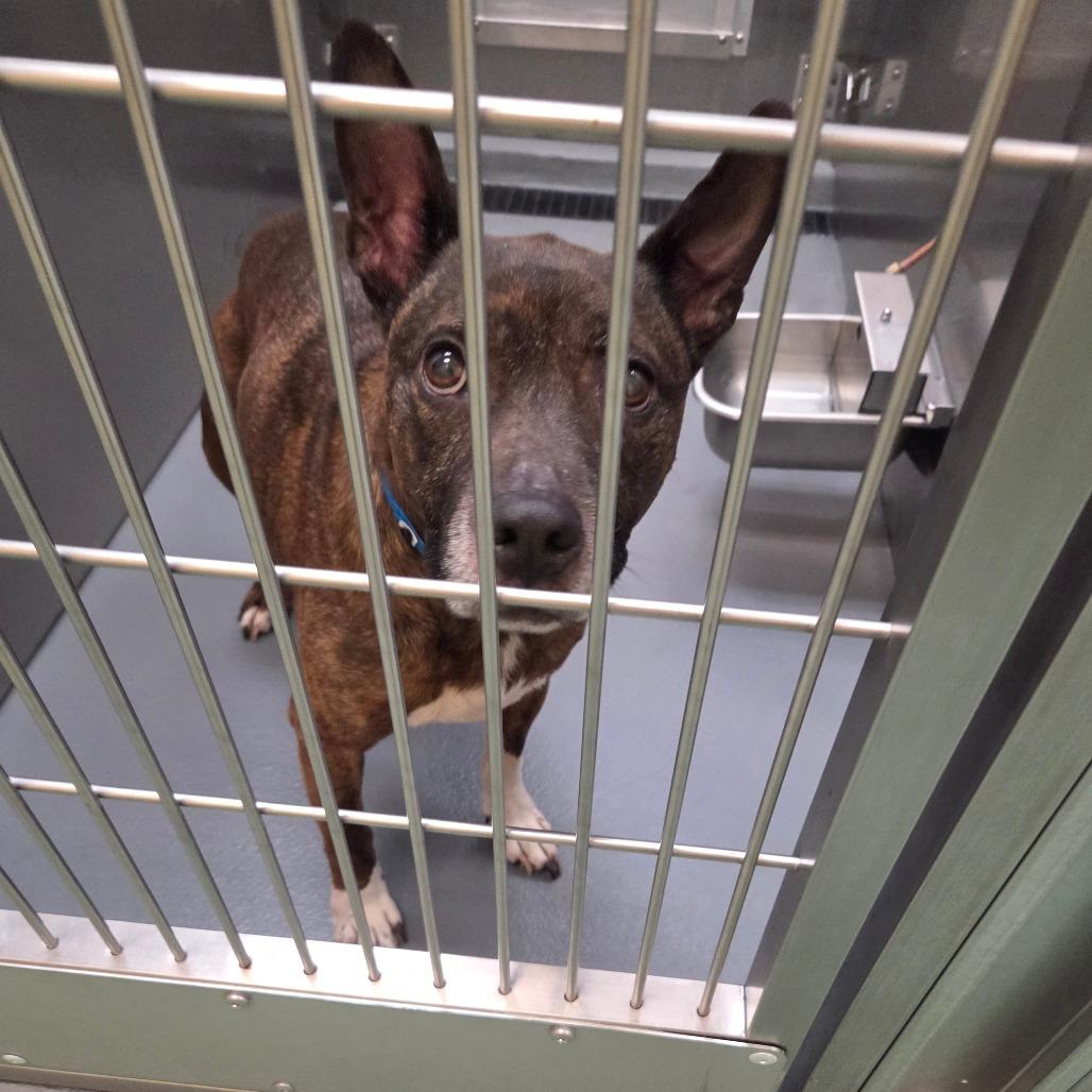 Pacho — thumbnail 2