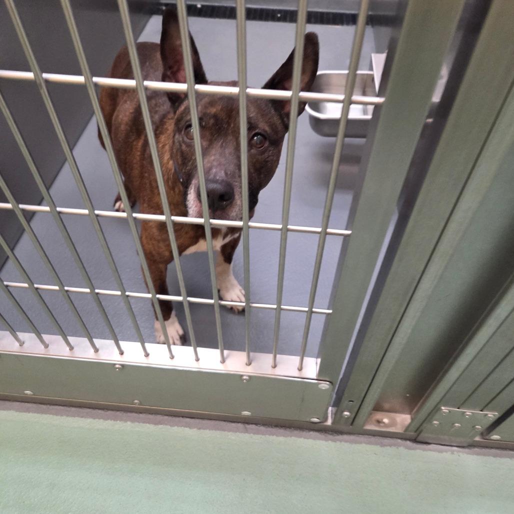 Pacho — thumbnail 3