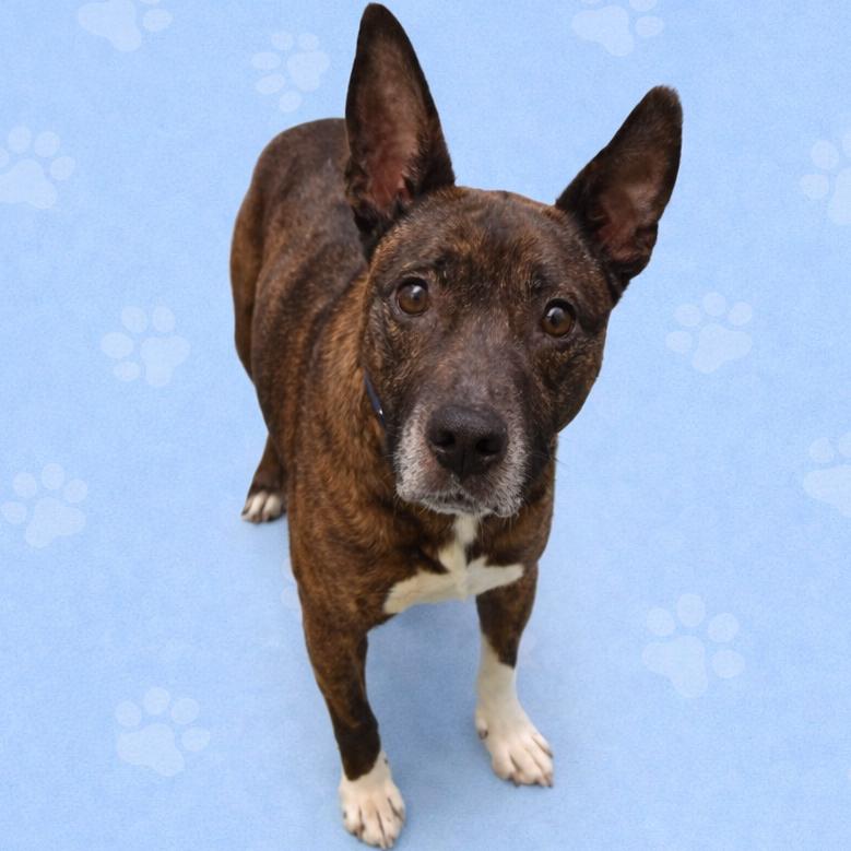 Pacho — thumbnail 4