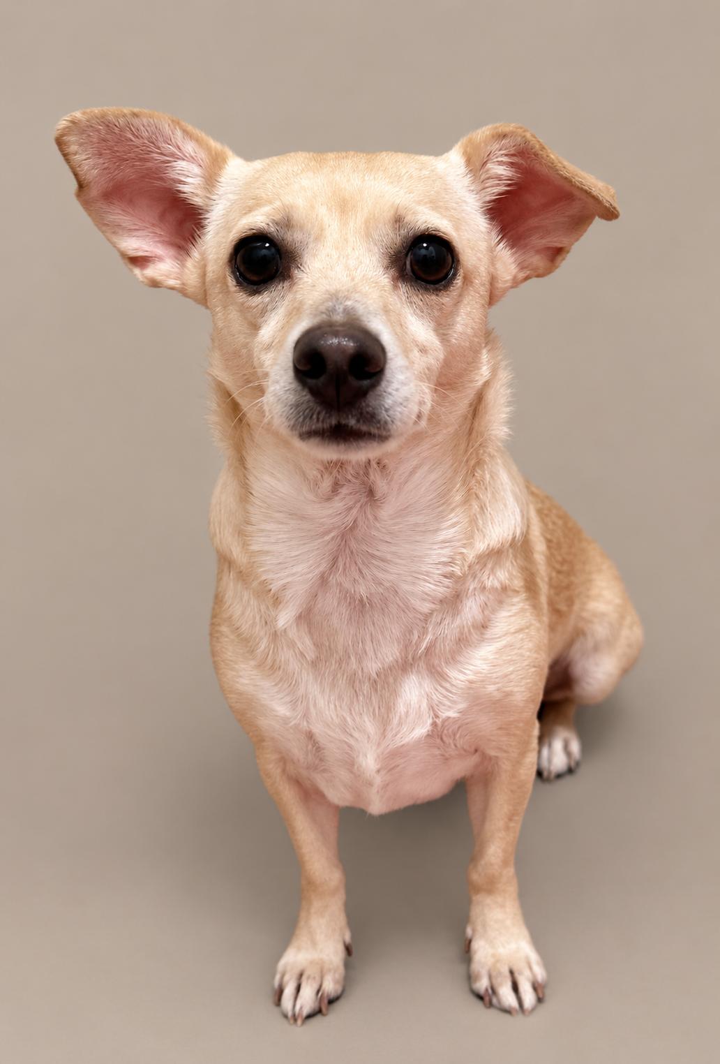 Enlarge Feechee - Chihuahua girl, a Adoptable Chihuahua in San Antonio, TX image 3/6