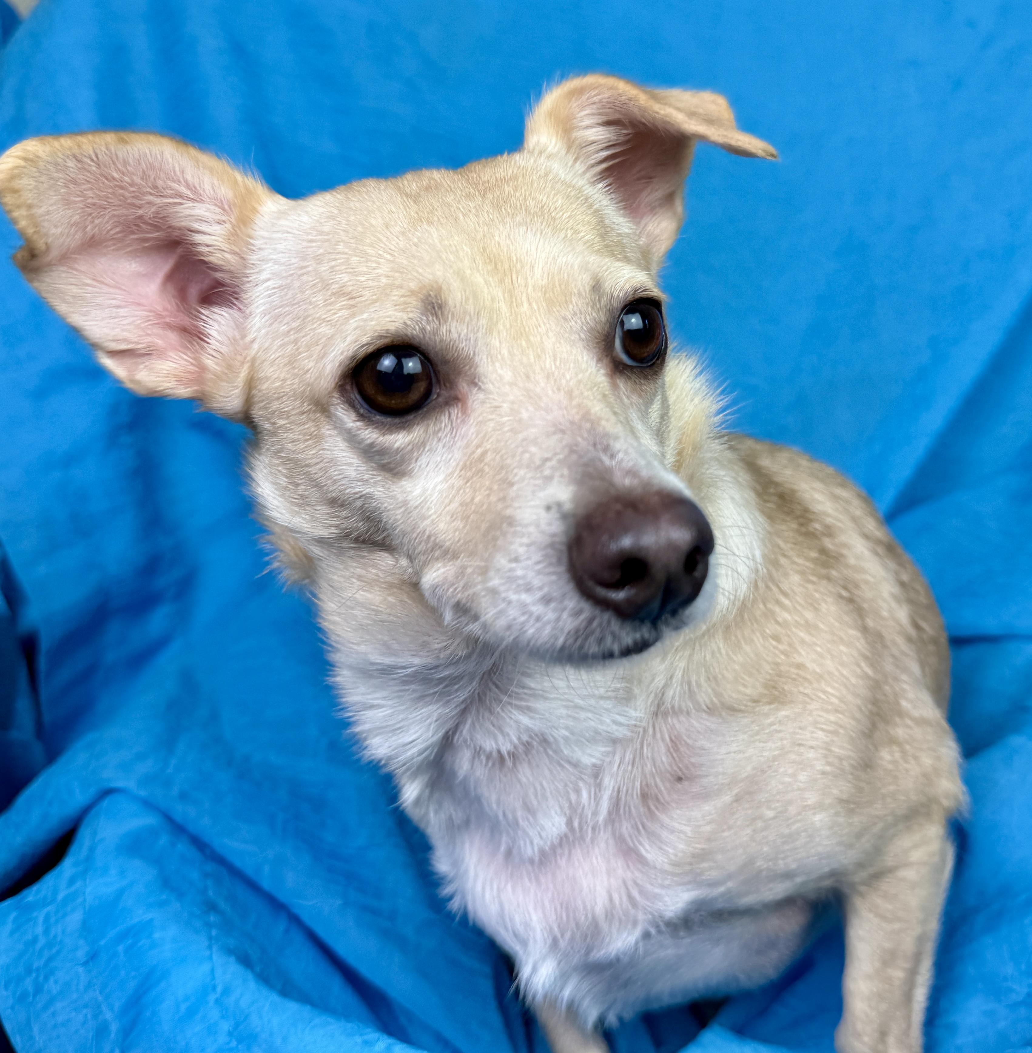 Enlarge Feechee - Chihuahua girl, a Adoptable Chihuahua in San Antonio, TX image 6/6