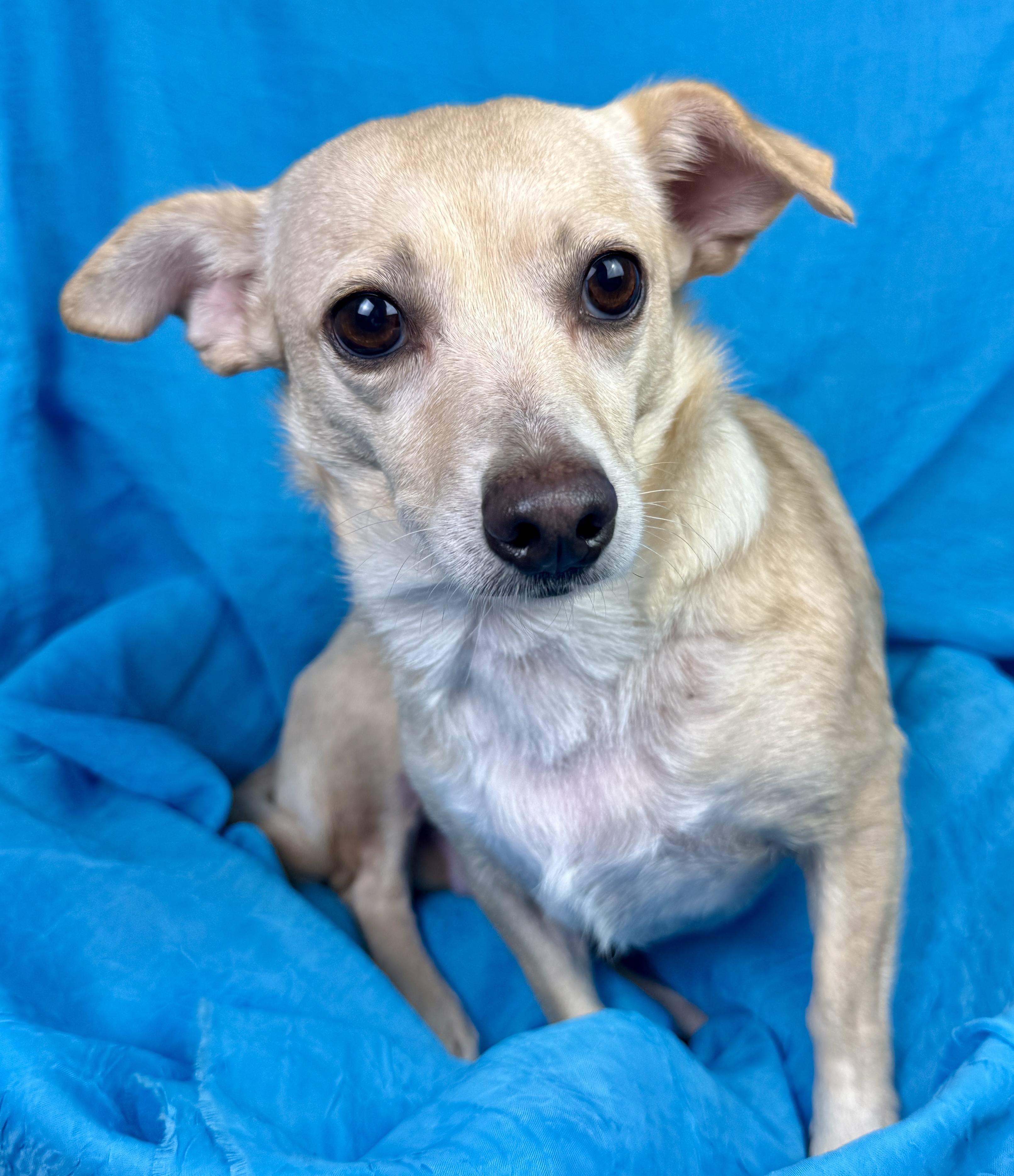 Feechee - Chihuahua girl, Adoptable, Adult Female Chihuahua.