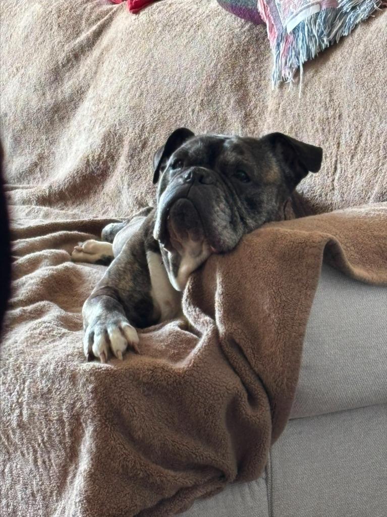 Enlarge Avey, a Adoptable English Bulldog in Toronto, ON image 1/4