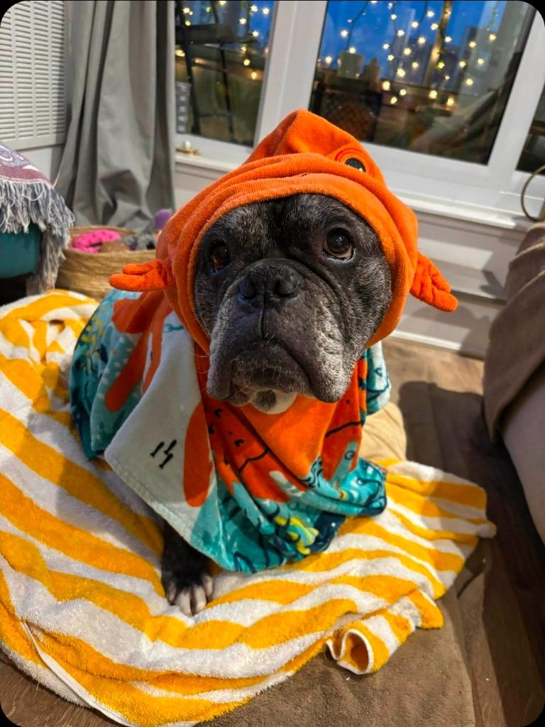 Enlarge Avey, a Adoptable English Bulldog in Toronto, ON image 2/4