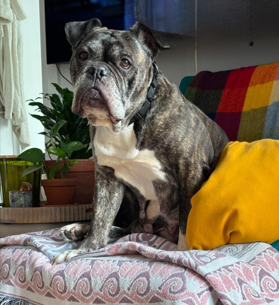 Enlarge Avey, a Adoptable English Bulldog in Toronto, ON image 3/4