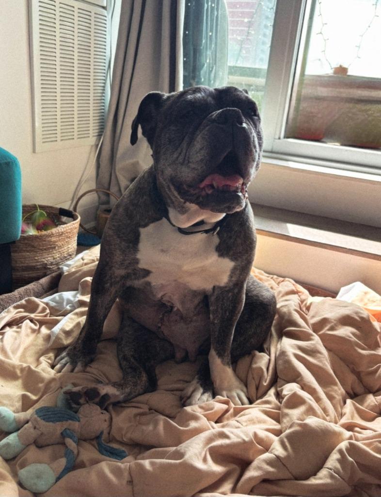 Enlarge Avey, a Adoptable English Bulldog in Toronto, ON image 4/4