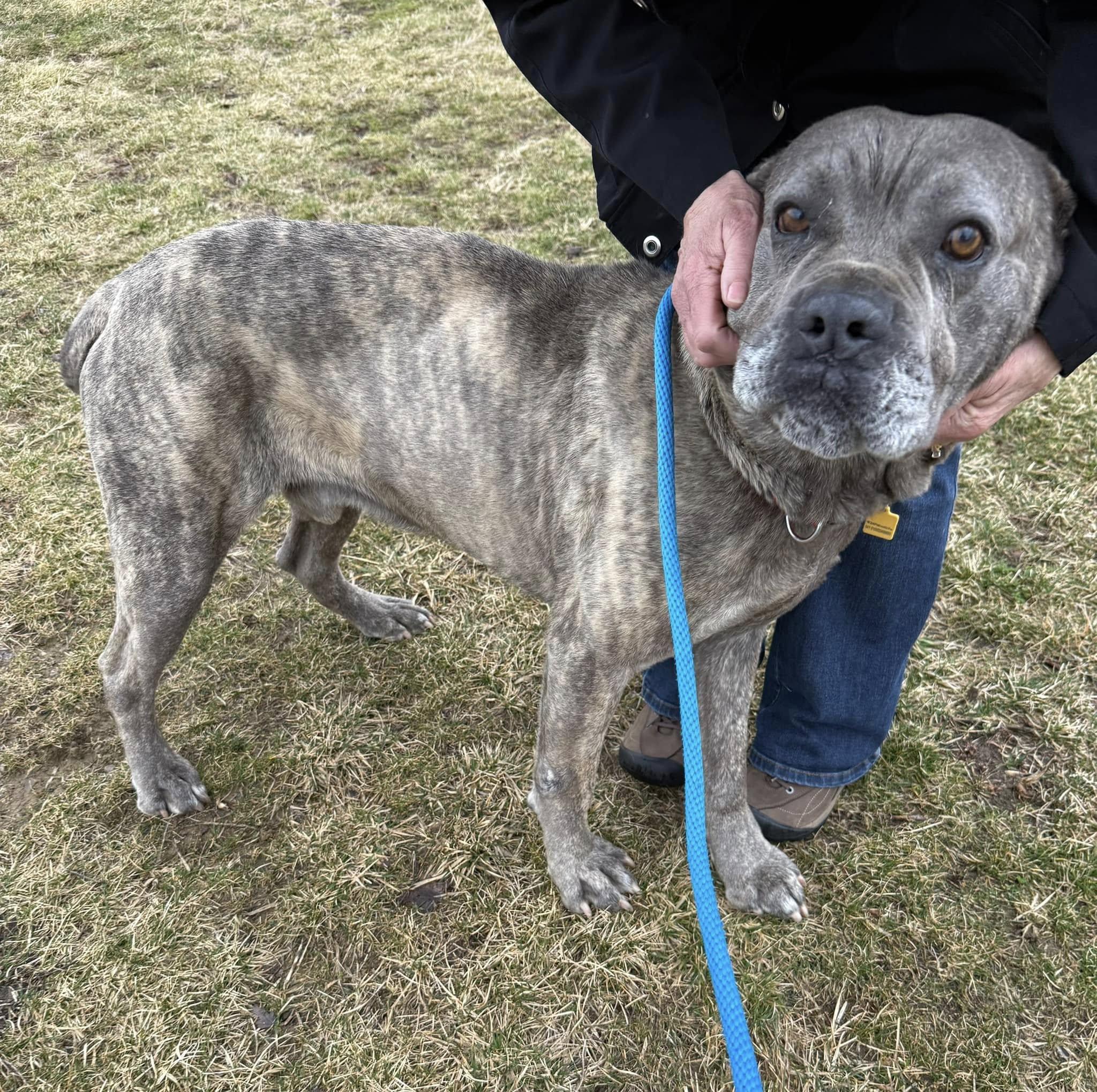 Enlarge Gatsby, a Adoptable mixed breed in Cleveland, OH image 1/6