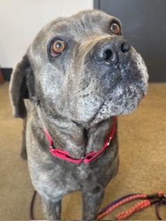 Enlarge Gatsby, a Adoptable mixed breed in Cleveland, OH image 3/6