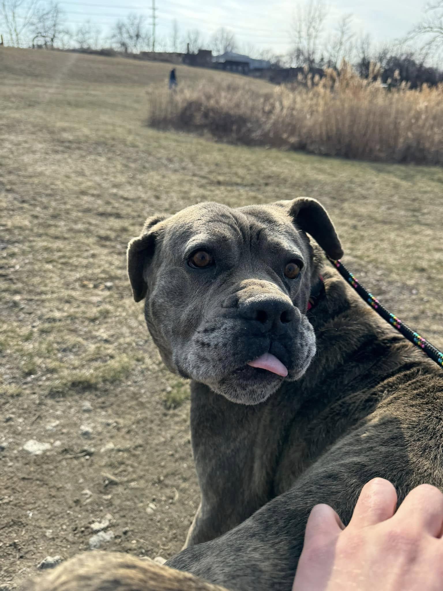 Enlarge Gatsby, a Adoptable mixed breed in Cleveland, OH image 5/6
