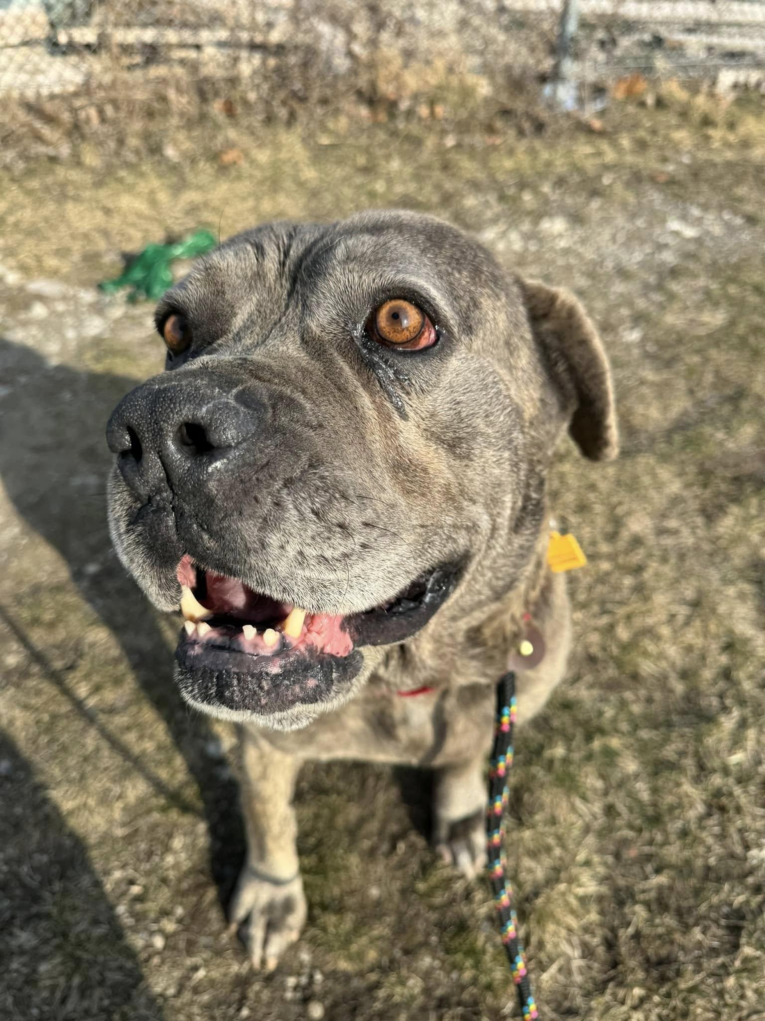 Enlarge Gatsby, a Adoptable mixed breed in Cleveland, OH image 2/6