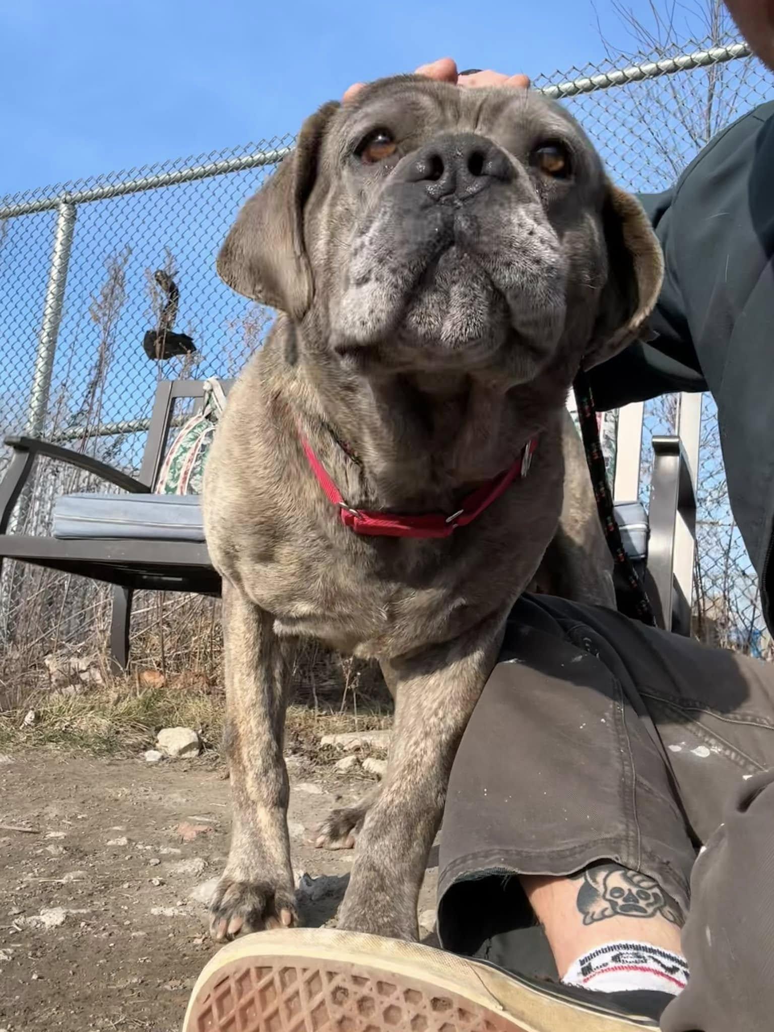 Enlarge Gatsby, a Adoptable mixed breed in Cleveland, OH image 6/6
