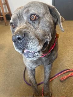 Enlarge Gatsby, a Adoptable mixed breed in Cleveland, OH image 4/6