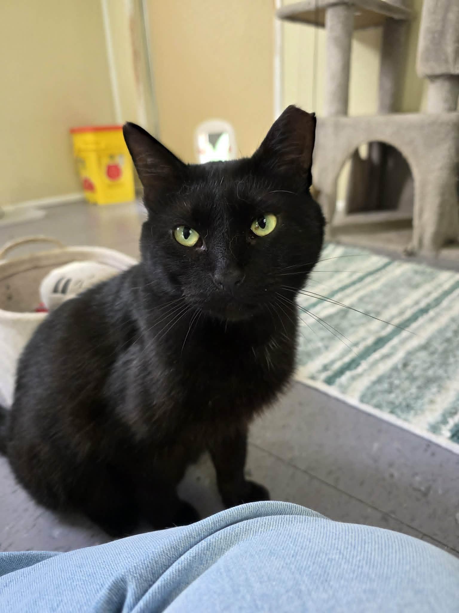 Enlarge Al, a ADOPTABLE Domestic Short Hair in Umatilla, FL image 1/4