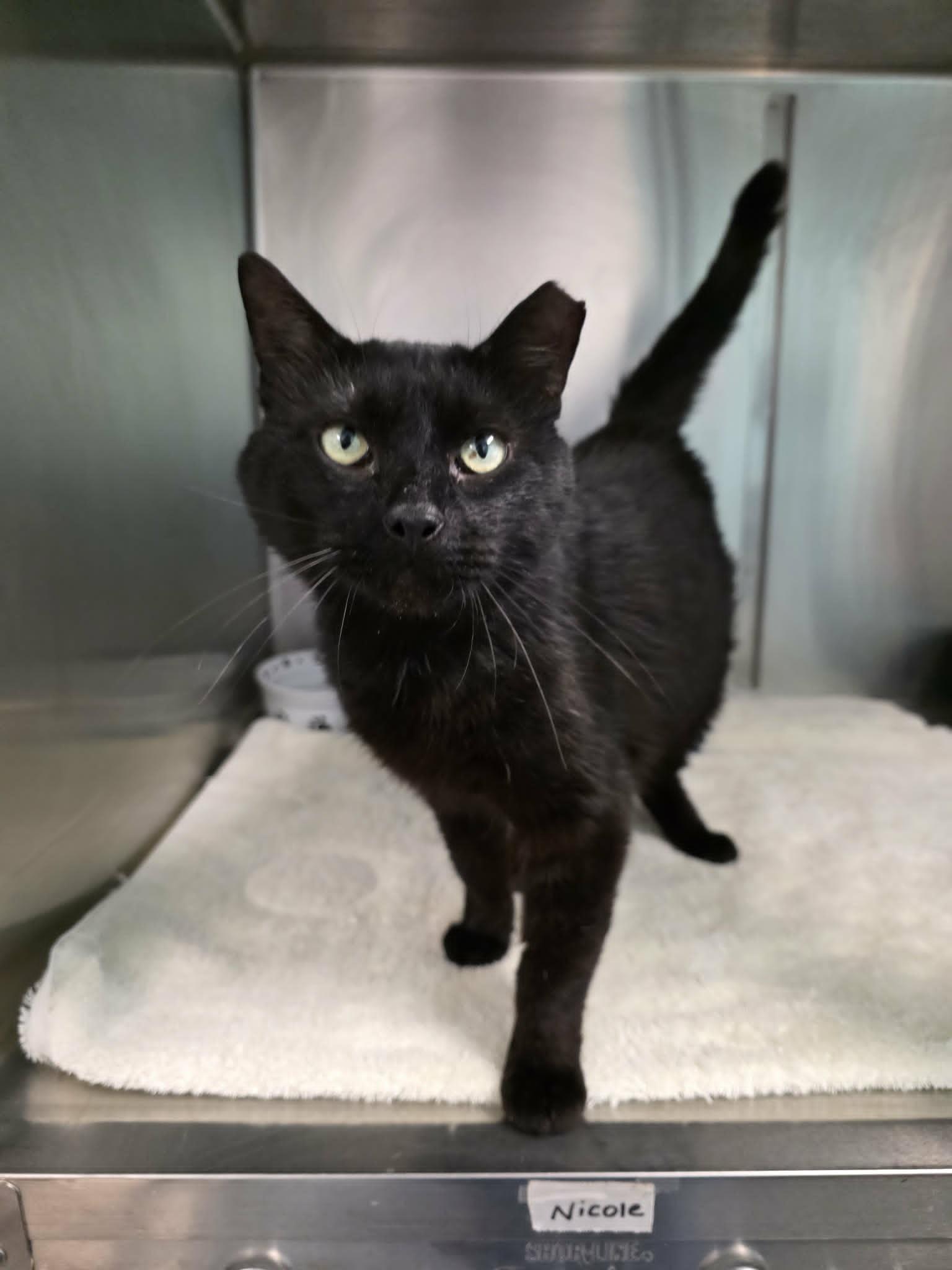 Enlarge Al, a ADOPTABLE Domestic Short Hair in Umatilla, FL image 2/4