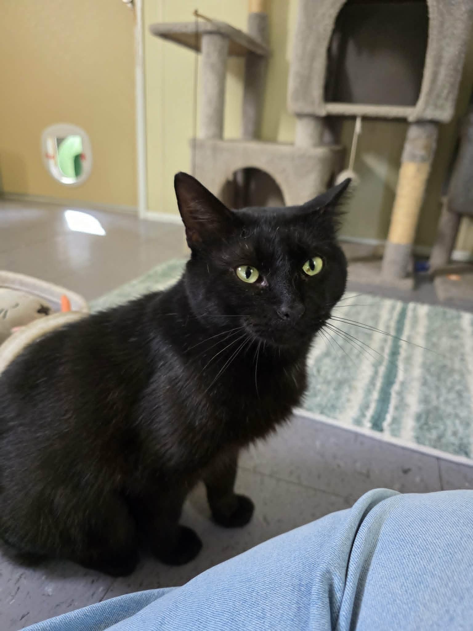Enlarge Al, a ADOPTABLE Domestic Short Hair in Umatilla, FL image 3/4