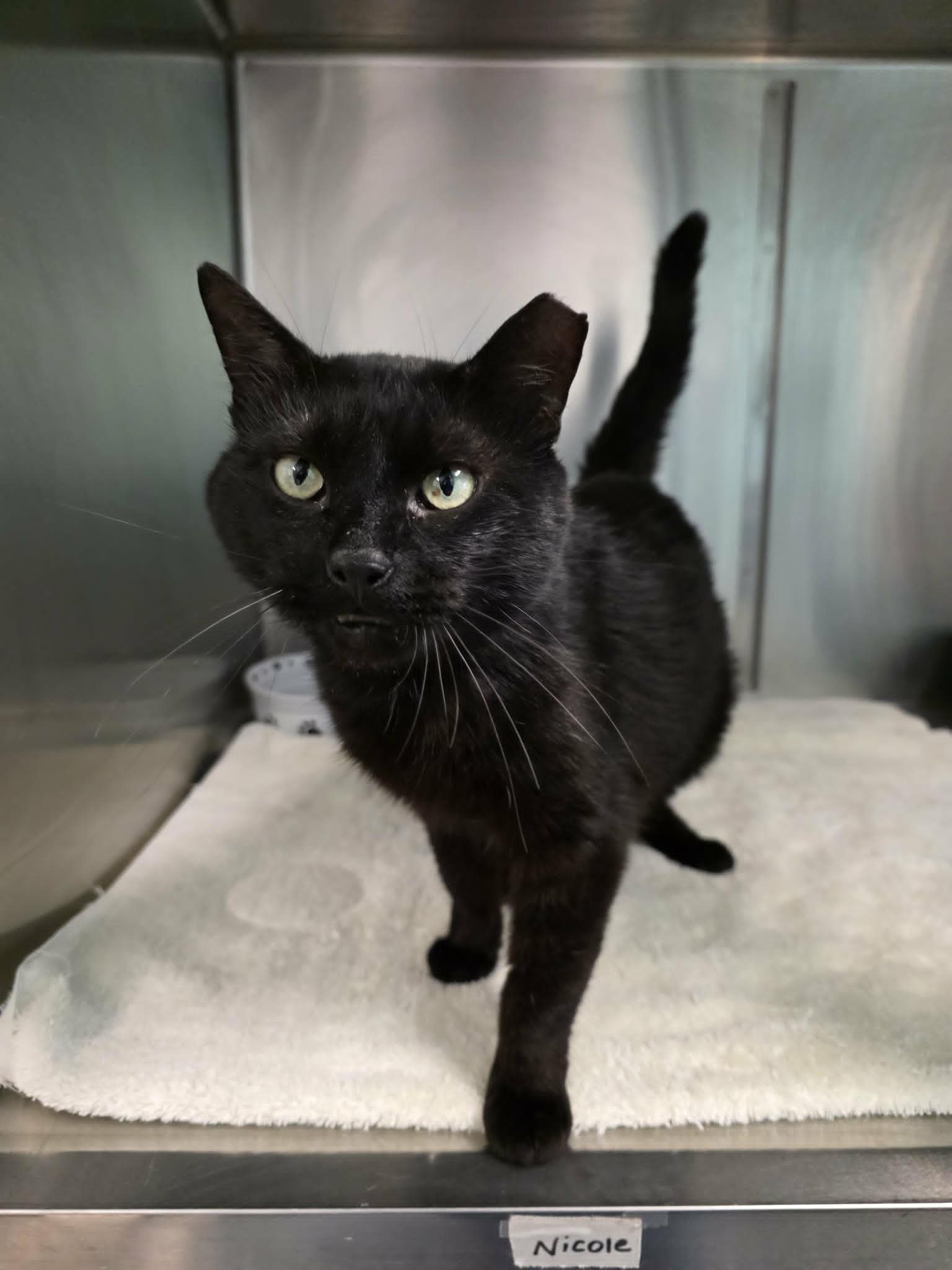 Enlarge Al, a ADOPTABLE Domestic Short Hair in Umatilla, FL image 4/4