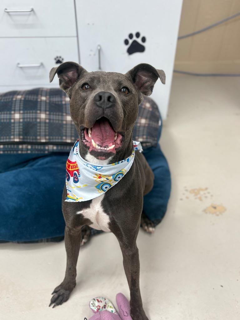Tobert, Adoptable, Young Male Boxer & Pit Bull Terrier.
