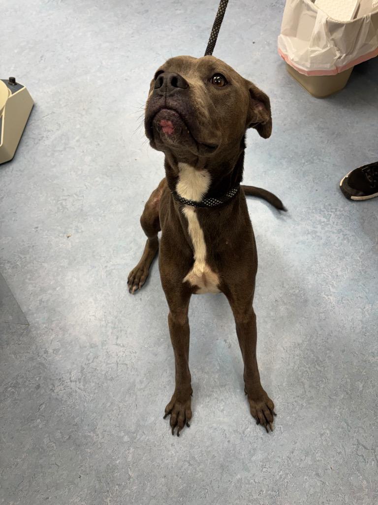 Tobert, a Adoptable mixed breed in Findlay, OH image 2/3