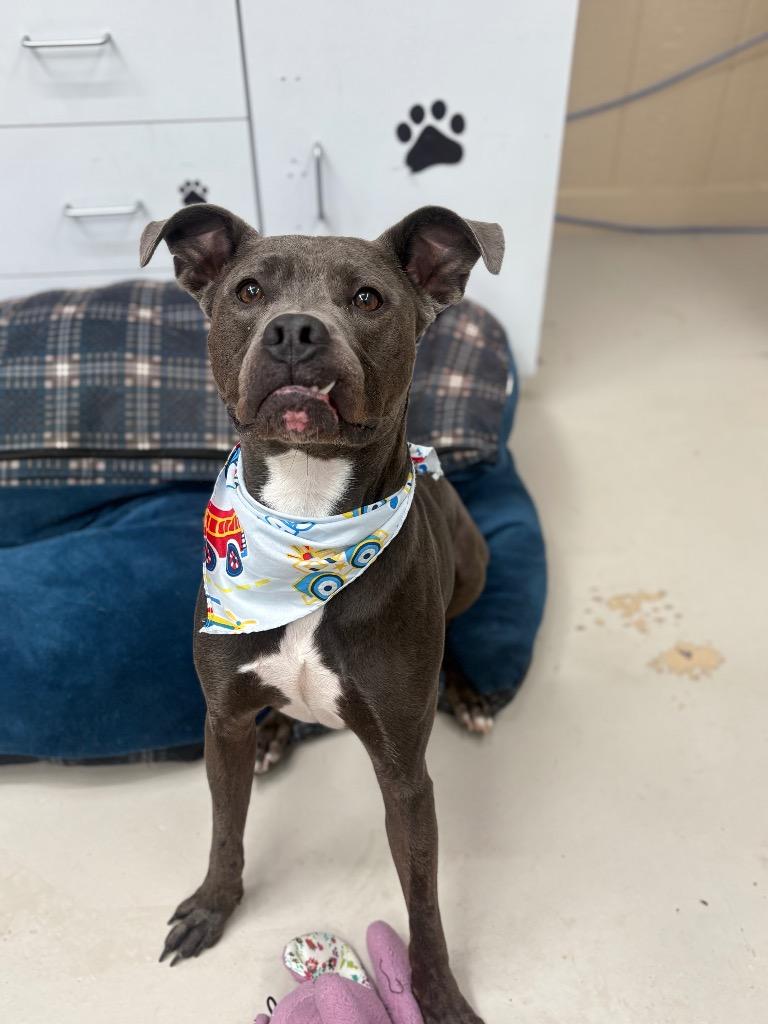Tobert, a Adoptable mixed breed in Findlay, OH image 3/3
