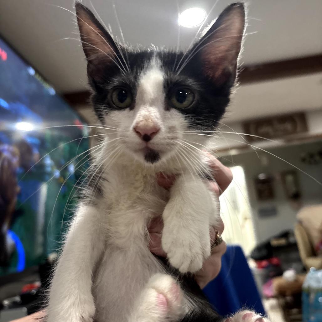 Phineas, Adoptable, Kitten Male Domestic Short Hair.