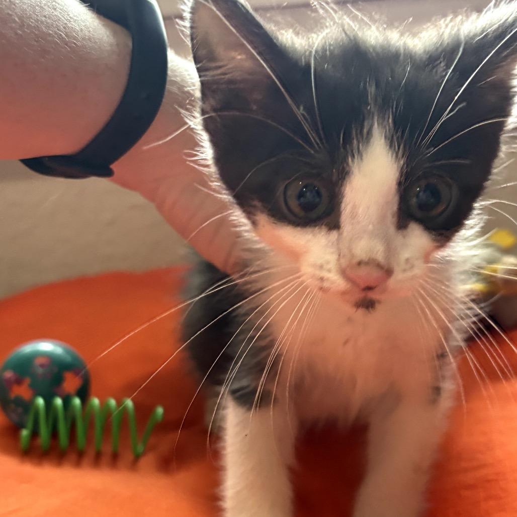Phineas, a Adoptable Domestic Short Hair in Katy, TX image 1/3