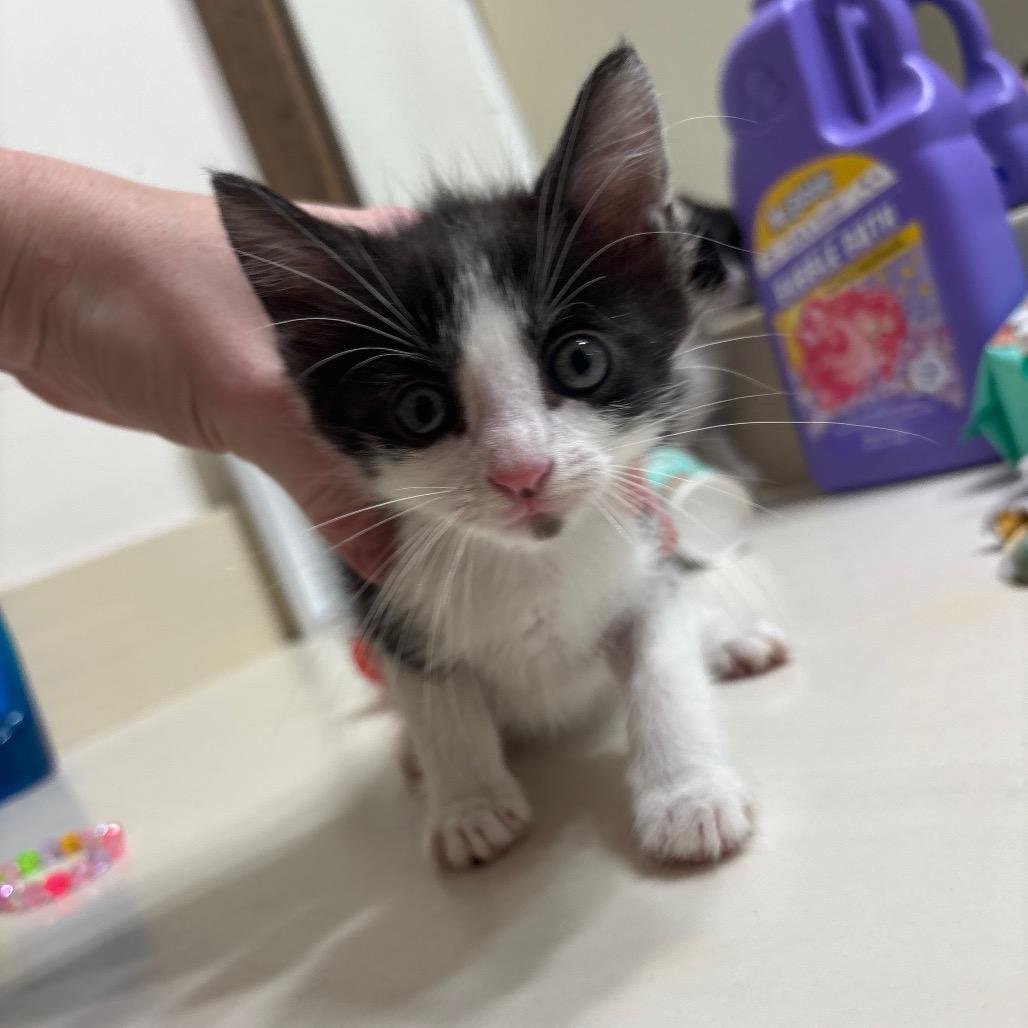 Phineas, a Adoptable Domestic Short Hair in Katy, TX image 2/3