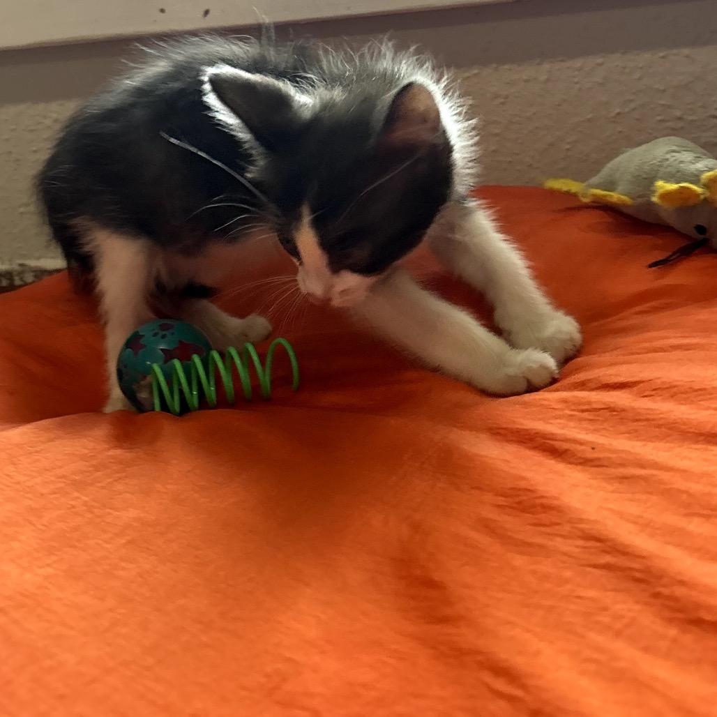 Phineas, a Adoptable Domestic Short Hair in Katy, TX image 3/3