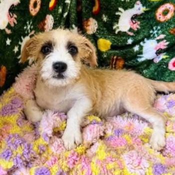 Maggy, Adoptable, Puppy Female Terrier & Mixed Breed.