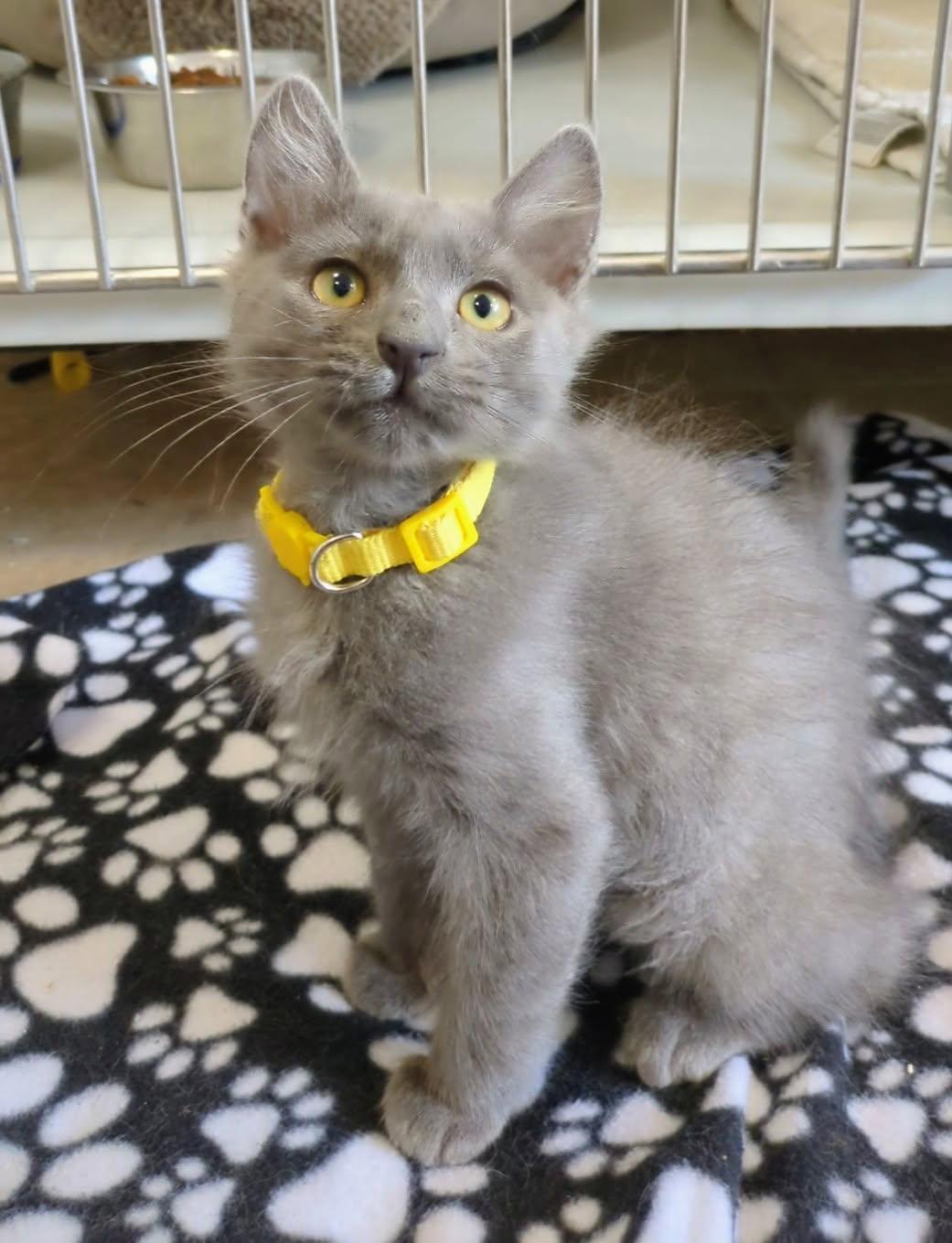 Demetri, adopted, Kitten Male Domestic Medium Hair.